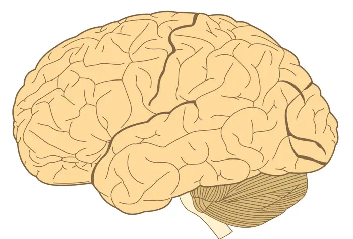 18 Facts about the Human Brain