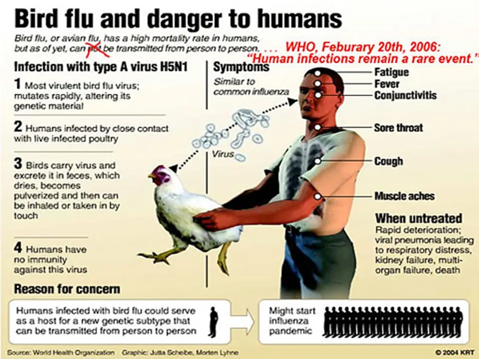 Symptoms of bird flu
